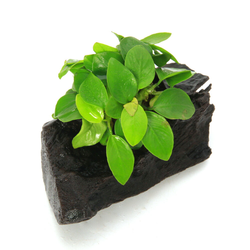 アヌビアスナナ　プチ　大盛り3セット 楽天市場】アヌビアスナナ プチ（の通販