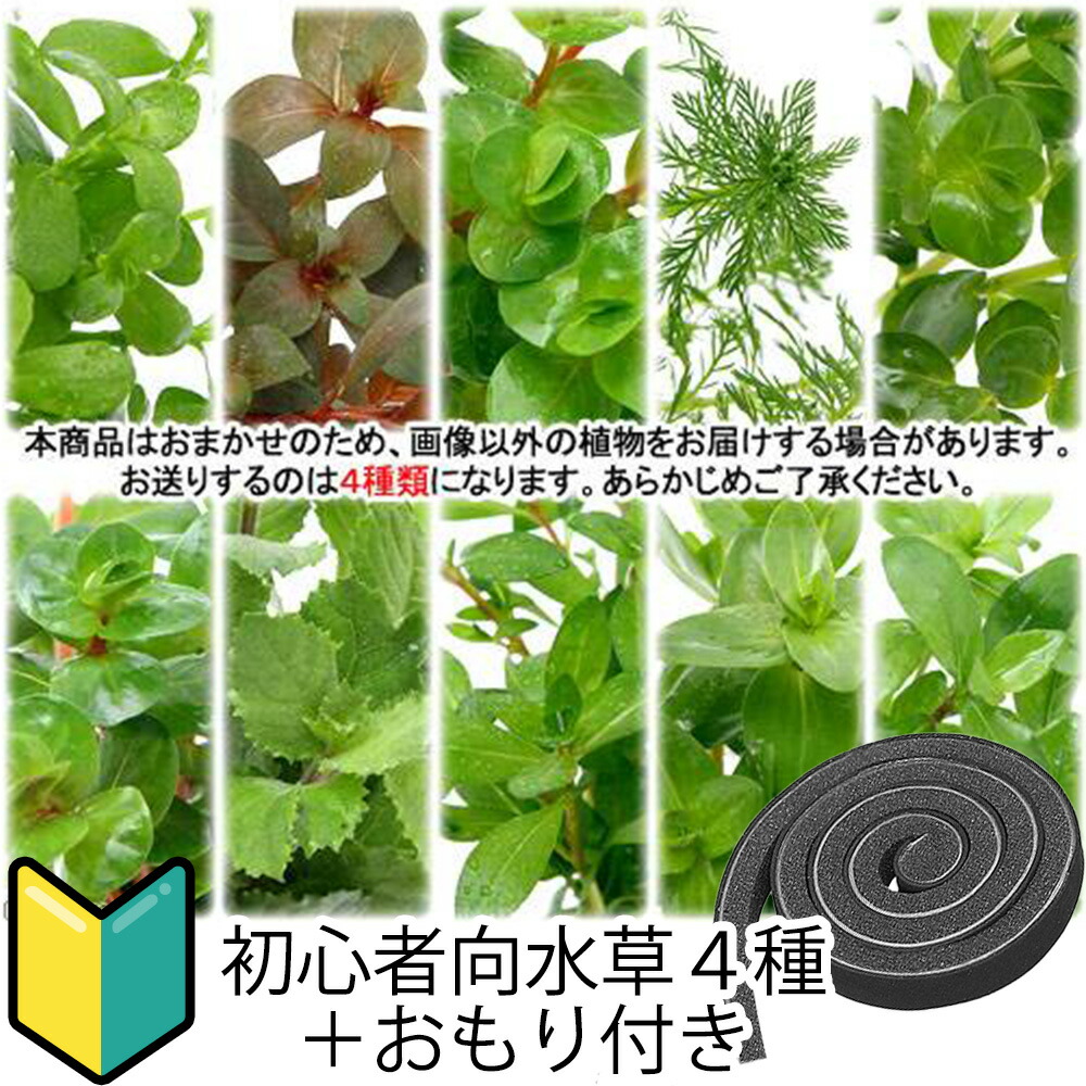 （水草）初心者向け　おまかせ水草詰め合わせパック　４種（計４０本）＋おもりセット（水上葉）（無農薬）（１パック）