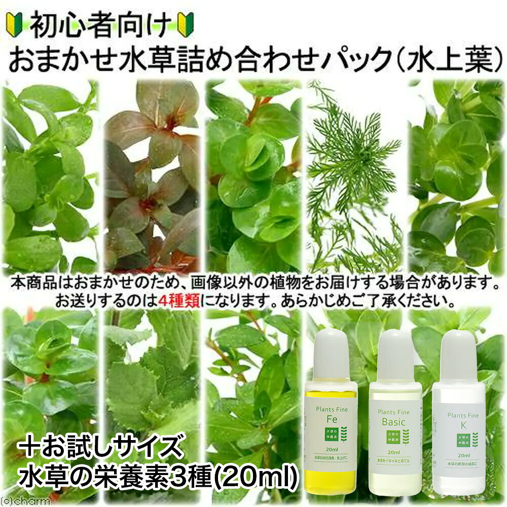 （水草）初心者向け水草詰め合わせパック　４種（計４０本）＋栄養素３種お試しサイズ（３～６回分）（水上葉）（無農薬）（１パック）｜charm 3980 店