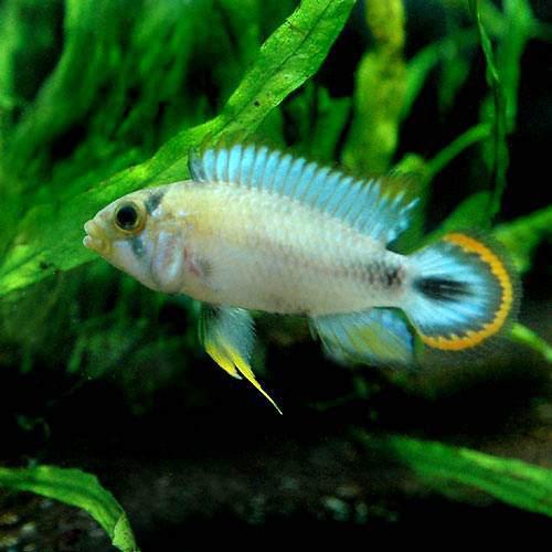 （熱帯魚）アピストグラマ・パンドゥロ（１ペア）　北海道・九州航空便要保温