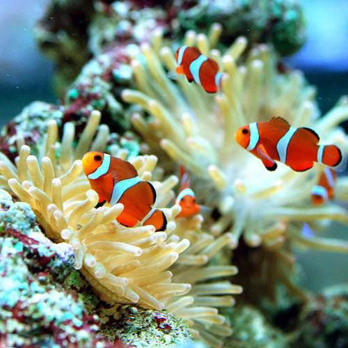 楽天市場】（海水魚）カクレクマノミ（2匹）と秘密の隠れ家（1セット