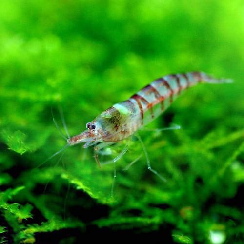 『黒殻海老』ブラックシャドー写真の水槽から10匹 『黒殻海老』ブラックシャドー写真の水槽から10匹