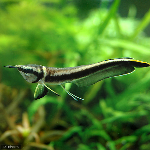（熱帯魚）ブラックアロワナ　Ｓサイズ（約５～１０ｃｍ）（１匹）　北海道航空便要保温｜charm 3980 店