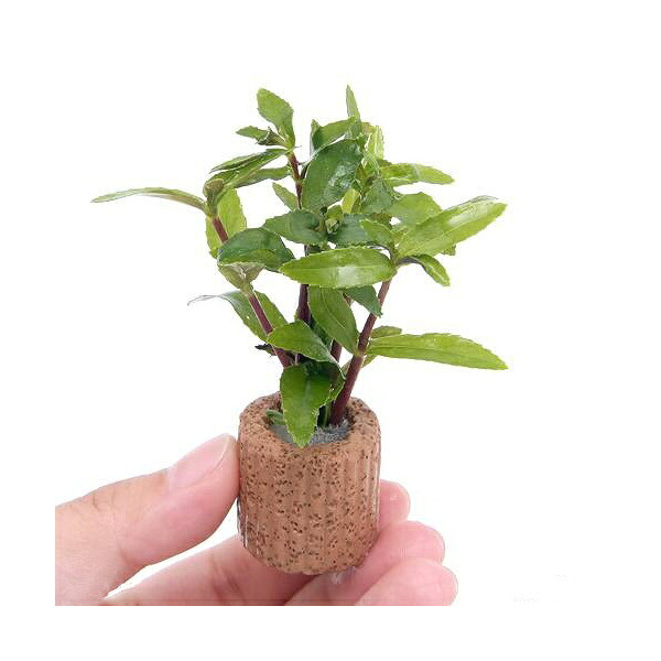 （水草）ライフマルチ（茶）リムノフィラ　アロマティカ（水上葉）（無農薬）（１個）