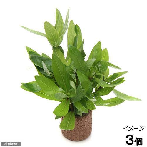 （水草）ライフマルチ（茶）ハイグロフィラ　ポリスペルマ（水上葉）（無農薬）（３個）