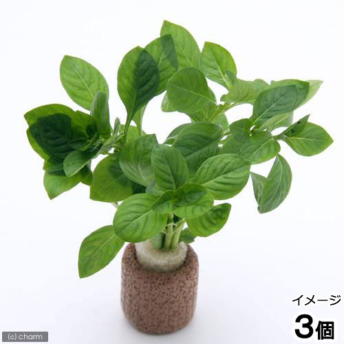 （水草）ライフマルチ（茶）ルドウィジア　レペンス　グリーン（水上葉）（無農薬）（３個）