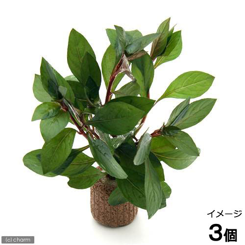 （水草）ライフマルチ（茶）ルドウィジア　レペンス　ルビン（水上葉）（無農薬）（３個）