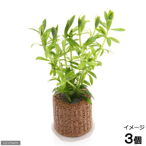 （水草）ライフマルチ（茶）ベトナムゴマノハグサ（水上葉）（無農薬）（３個）