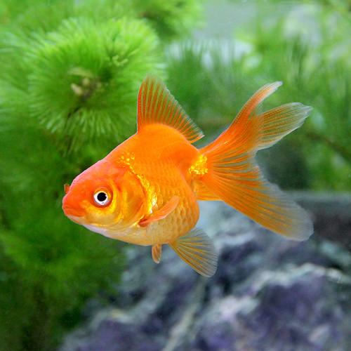 専用商品K-9489 おすわり猫チャーム(金魚) 楽天市場】（国産金魚）琉金（10匹） : charm 3980 楽天市場店