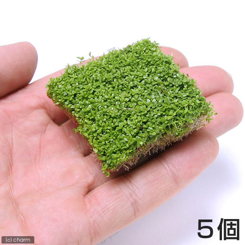 （水草）キューバパールグラス（水上葉）キューブタイプ（約４ｃｍ）（無農薬）（５パック分）