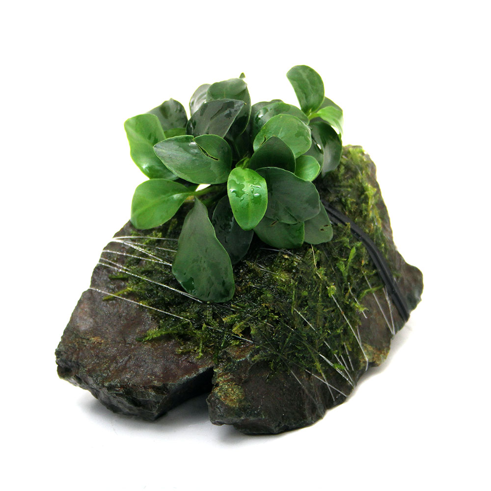 （水草）アヌビアスナナ　プチ＆ウィローモス　風山石Ｓサイズ（約１０ｃｍ前後）（３個）