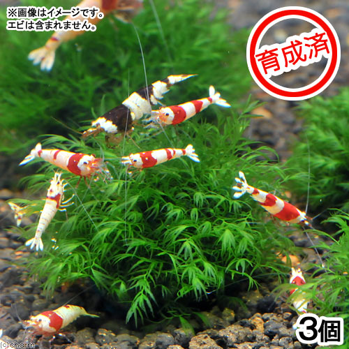 （水草）★育成済★　ウォーターフェザーボール（無農薬）（３個）