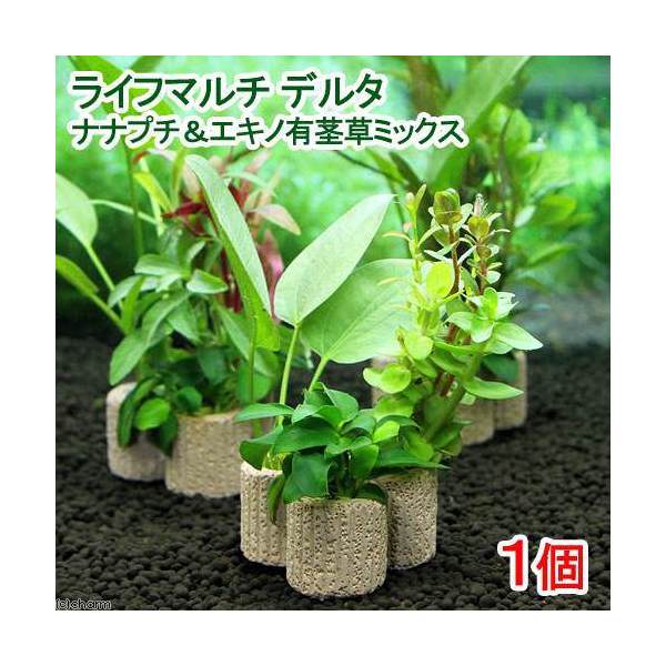 （水草）ライフマルチ（茶）デルタ　ナナプチ＆エキノ有茎草ミックス（水上葉）（１個） 6,893円