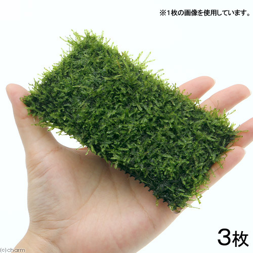 (水草)★育成済★ ウィローモス クッション(水中葉)(無農薬)(3個)|charm 3980 店