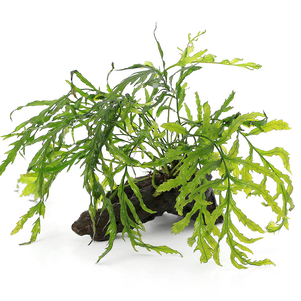 楽天市場】（水草）巻きたて ボルビティス ヒュディロティ 風山石 M