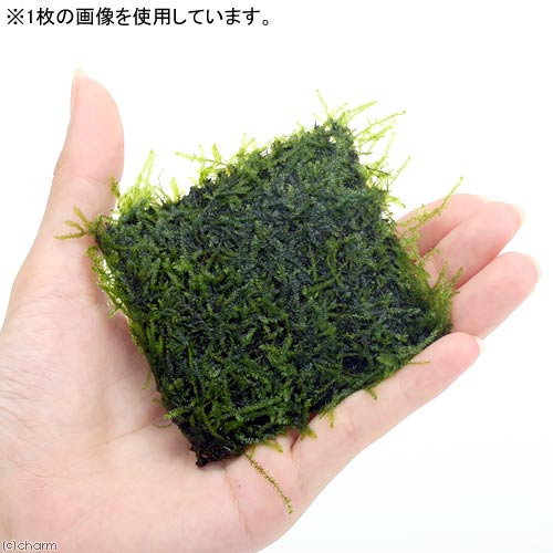 関東当日便客あしらい