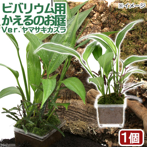楽天市場】ヤマサキカズラ（1本）国産無農薬 : 水草通販 イイ