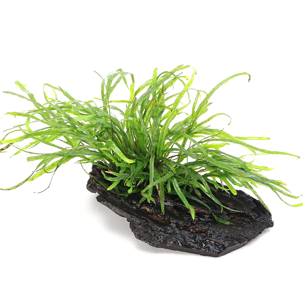 ミクロソリウム トライデント 超特大株 楽天市場】（水草）ミクロソリウムsp．トライデント（トロピカポット