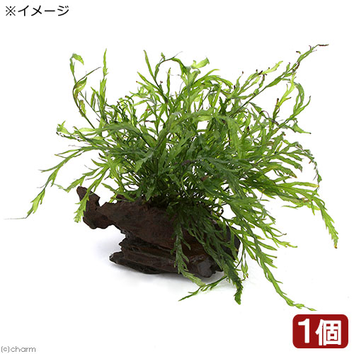 関東当日便お持て成し