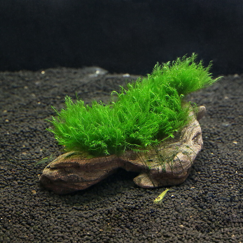 （水草）★育成済★　ウォーターフェザー　流木　Ｓサイズ（約１５ｃｍ）（水中葉）（無農薬）（３本）