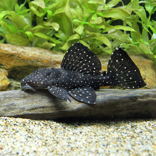 （熱帯魚）ブラックドラゴンスター・クラウンプレコ　Ｍサイズ（ワイルド）（１匹）　北海道・九州航空便要保温