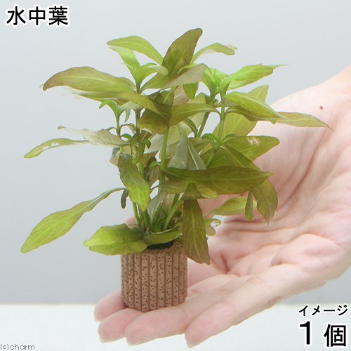 （水草）ライフマルチ（茶）ハイグロフィラ　ポリスペルマ（水中葉）（無農薬）（１個）