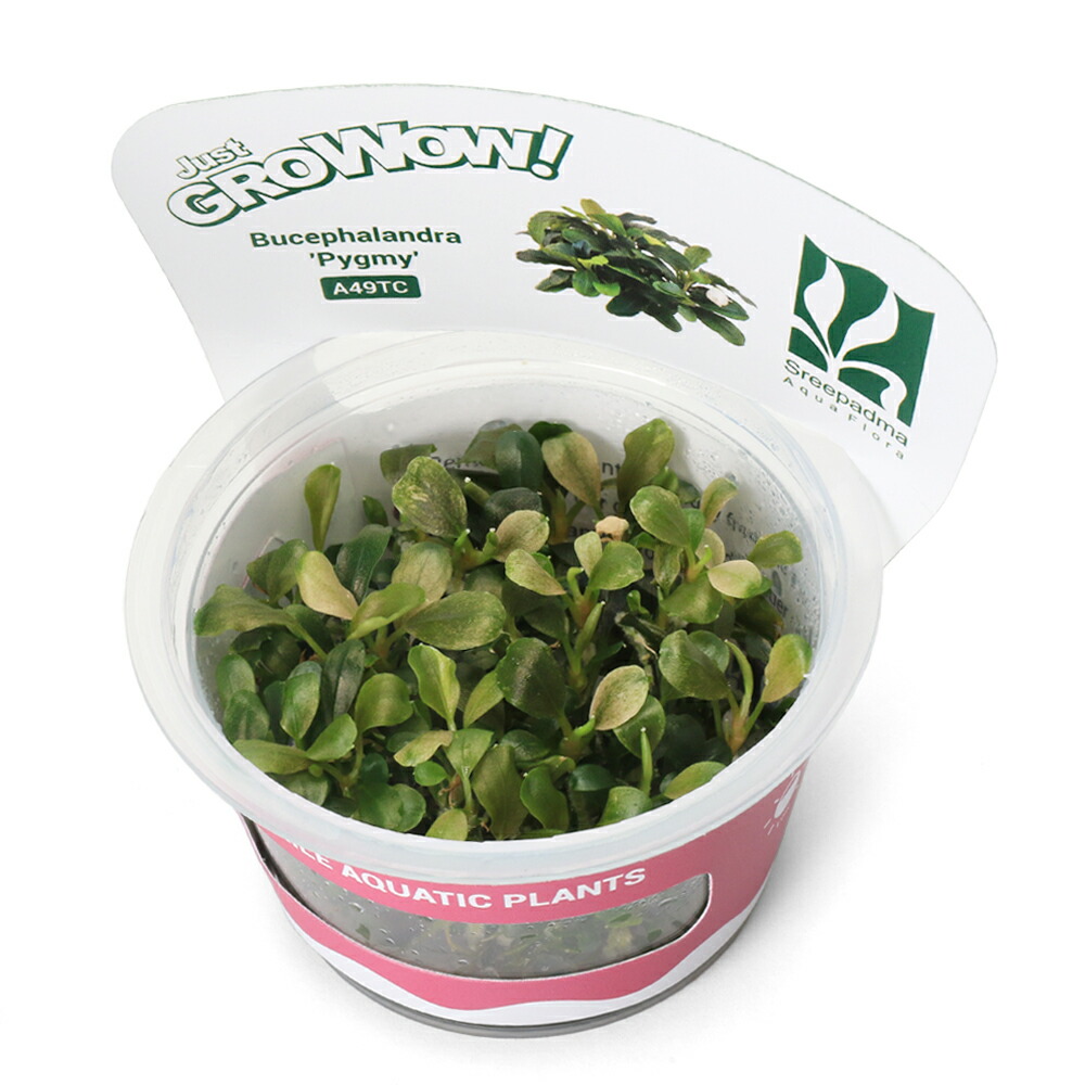 （水草）組織培養ＧＲＯＷＯＷ！　ブセファランドラｓｐ．ピグミー（無農薬）（１カップ）　A49 TC