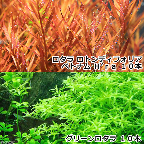 (水草)グリーンロタラ(10)+ロタラ ロトンディフォリア ベトナム H’ra(10)(水中葉)
