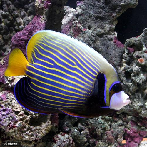 （海水魚）ヤッコ　スリランカ産　タテジマキンチャクダイ（１匹）｜charm 3980 店