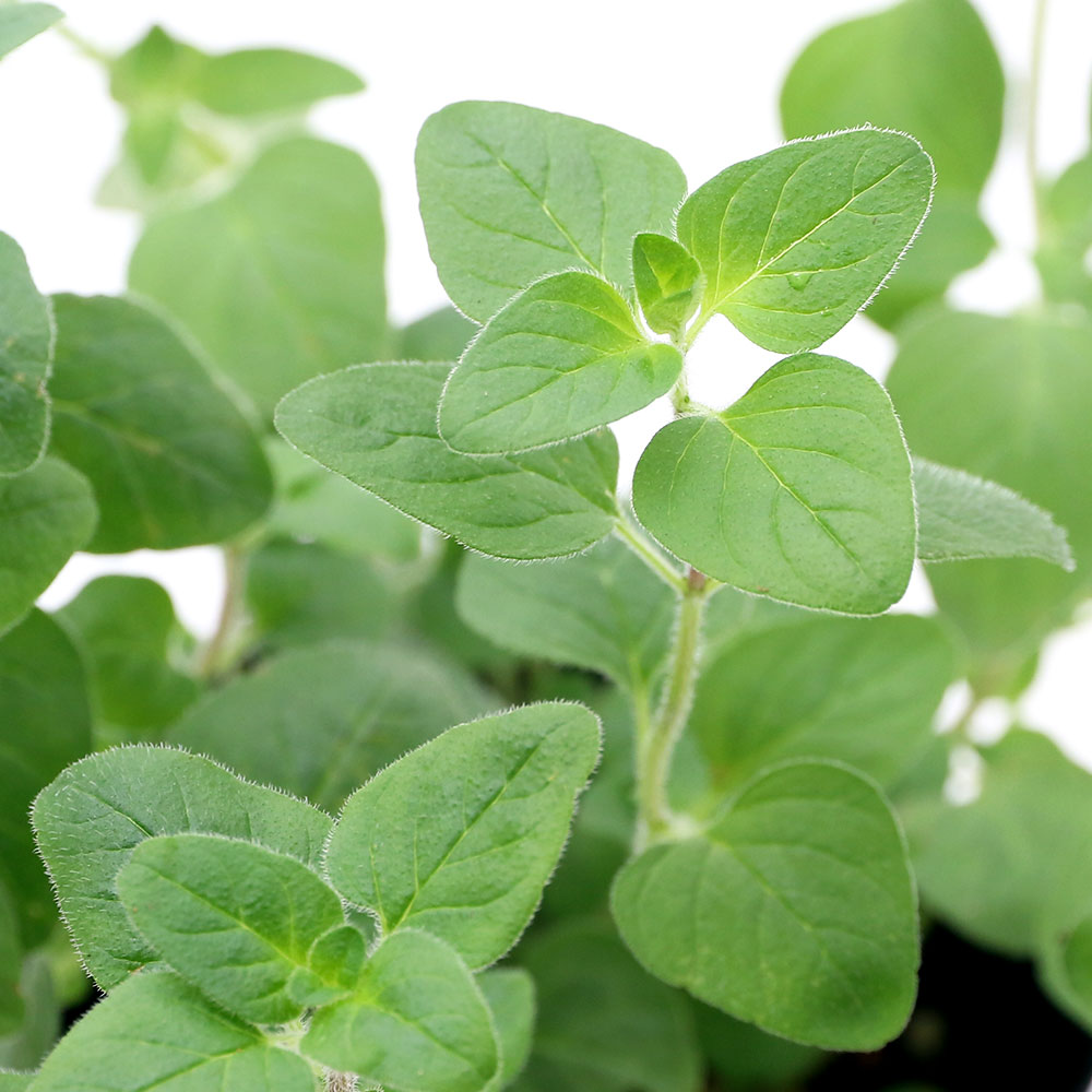 楽天市場】食虫植物 ヘリアンフォラ ミノール交配 ミノールhyb 3号鉢