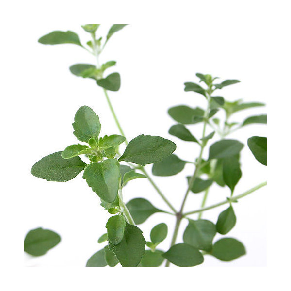 アップルパイ様　ご確認用　ミントブッシュ　モンシェリー　抜き苗 アップルパイ様 ご確認用 ミントブッシュ モンシェリー 抜き苗