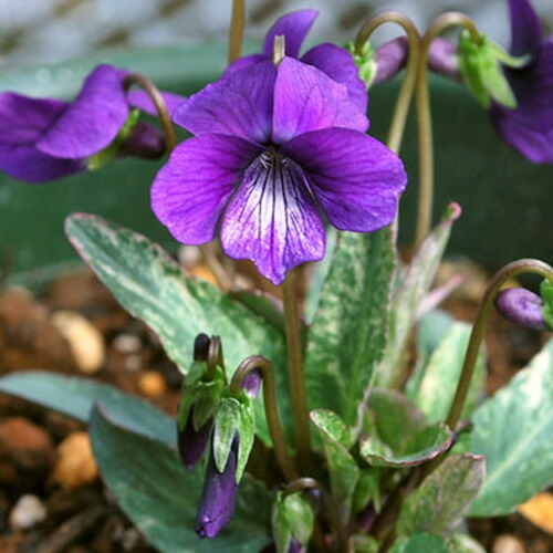 日本のスミレ 増補改訂 日本のスミレ詳細情報【植物】 - 図鑑.jp