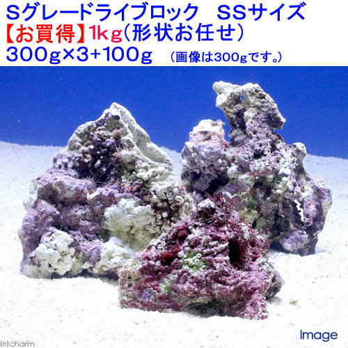 楽天市場】（海水魚）Sグレードライブロック Sサイズ（1kg