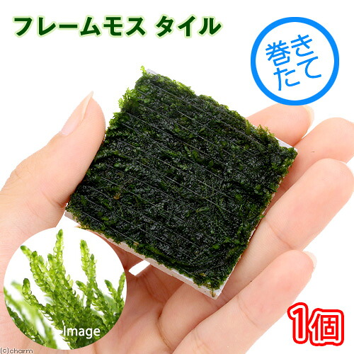 関東当日便客あしらい