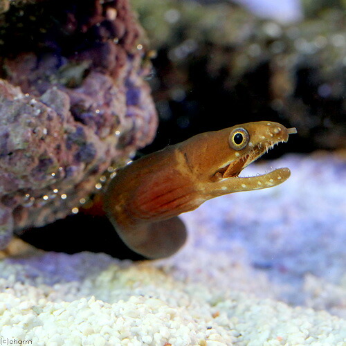 (海水魚)カリビアンチェスナットモレイ(1匹) 北海道・九州航空便要保温