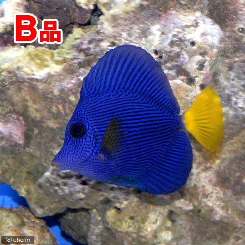 (海水魚)(B品)パープルタン(1匹) 北海道・九州航空便要保温