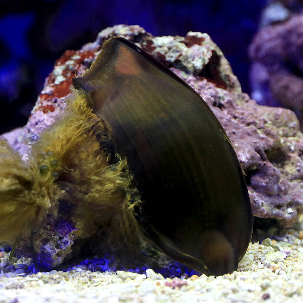 （海水魚）テンジクザメの卵（１匹）　北海道・九州航空便要保温
