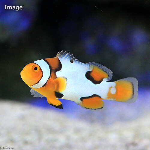 (海水魚)ブラックピカソクラウン(ブリード)(1匹) 北海道・九州航空便要保温