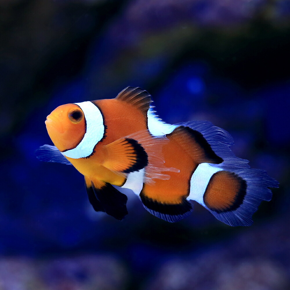 （海水魚）ロングフィンオセラリス　スペシャルパターン（ブリード）（１匹）　北海道・九州航空便要保温 22,358円