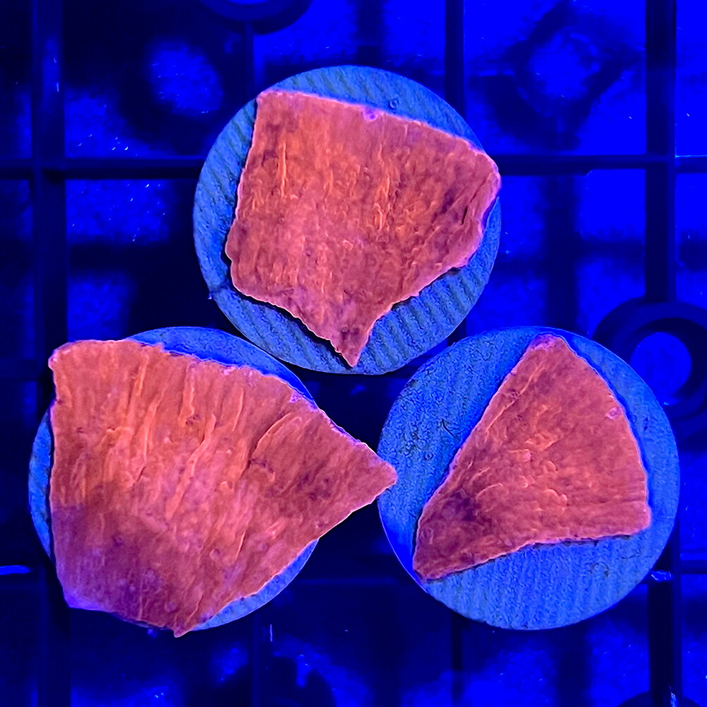 楽天市場】【サンゴ】 コモンサンゴ ウスコモンサンゴ レッド カット