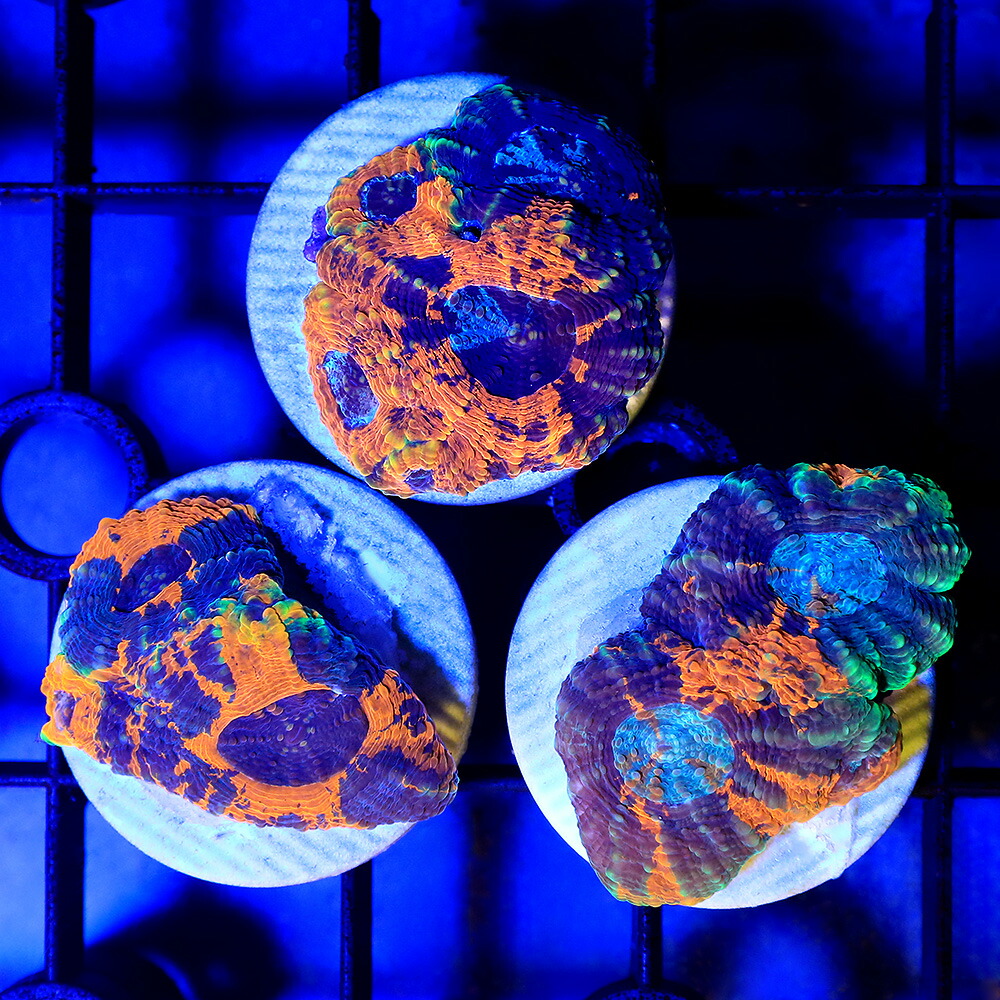 楽天市場】（サンゴ）ヒラタオオトゲキクメイシ オレンジマーブル