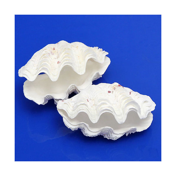 楽天市場】ヒレシャコガイ（ヒレジャコガイ）の貝殻 1対 : 沖縄