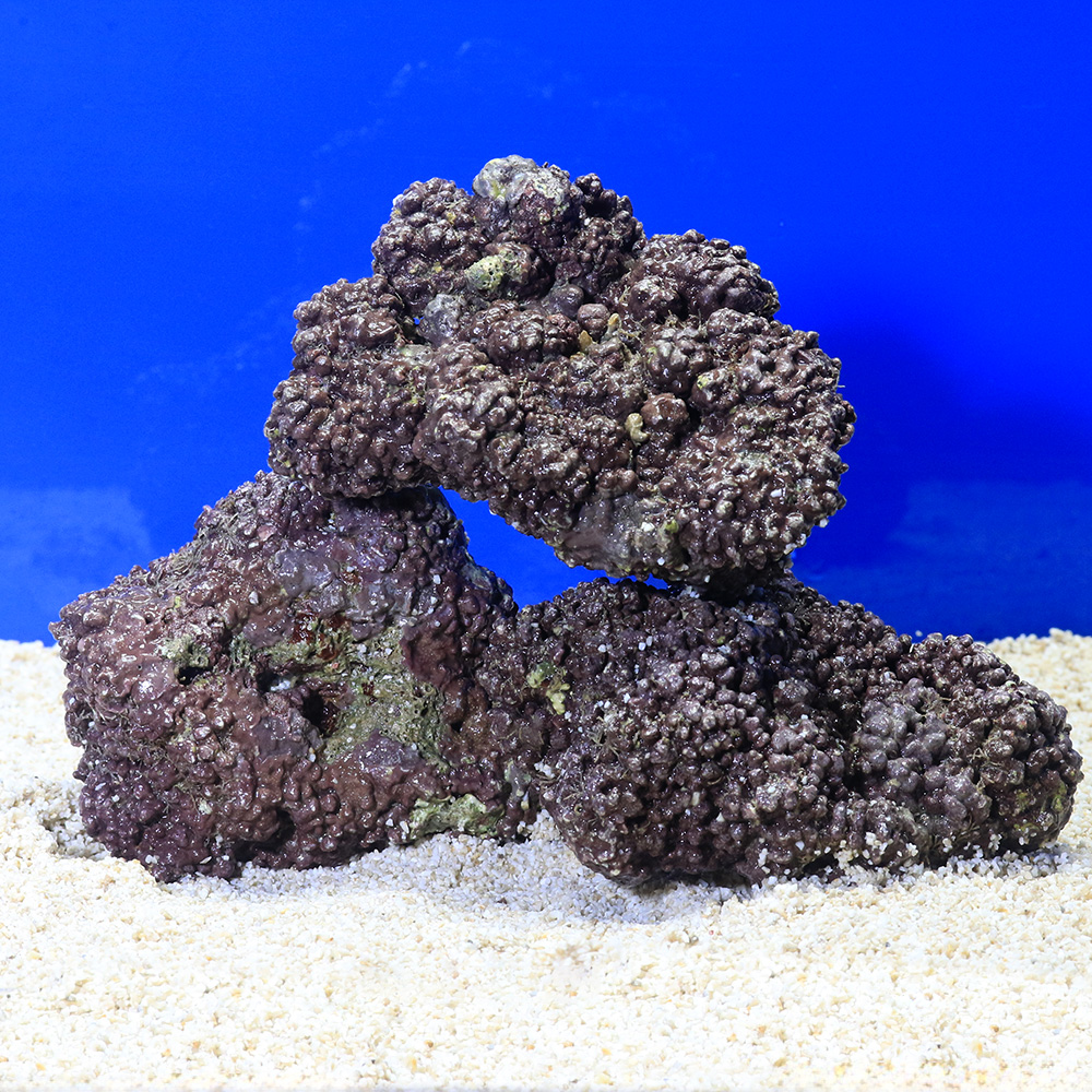 楽天市場】（海水魚）Sグレードライブロック Sサイズ（1kg