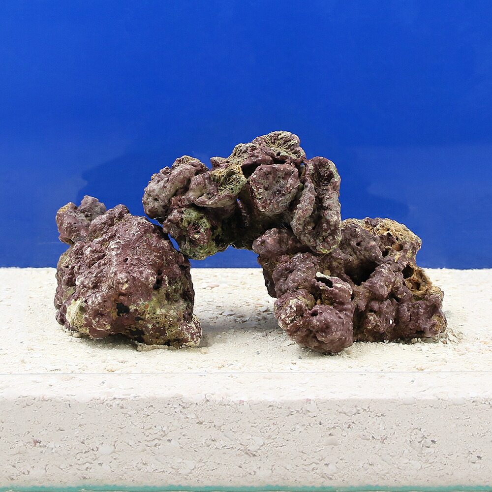 ライブロック 13個 約8キロ 楽天市場】(海水魚)Sグレードライブロック Sサイズ(1kg