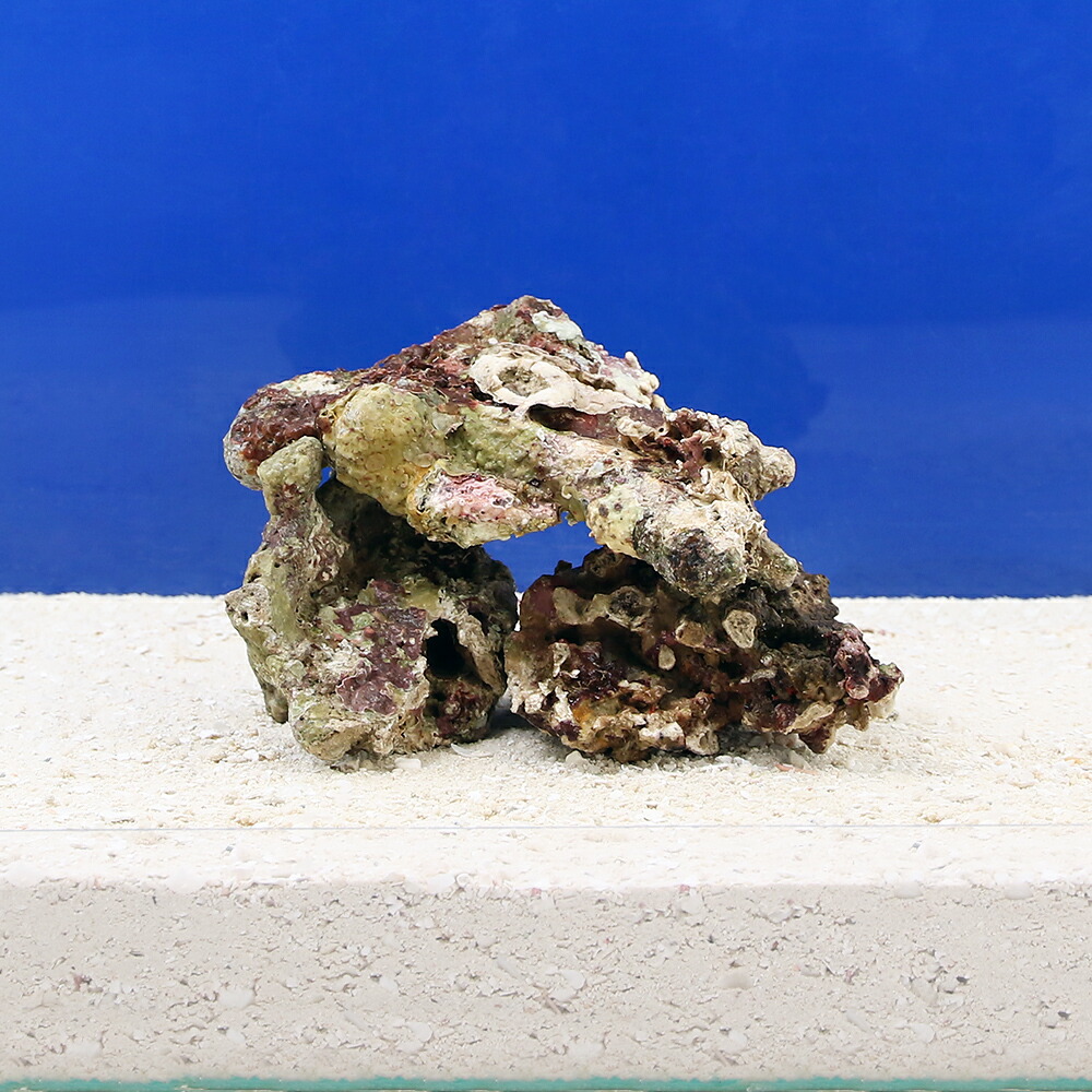 楽天市場】（海水魚）Sグレードライブロック Sサイズ（1kg