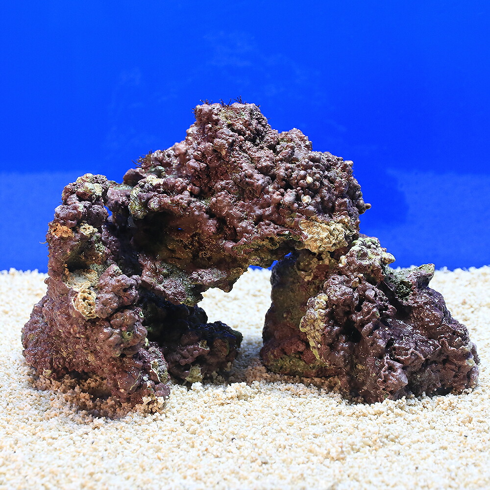 天然ライブロック　大　中　Sグレード　海水魚用 楽天市場】（海水魚）Sグレードライブロック Sサイズ（1kg