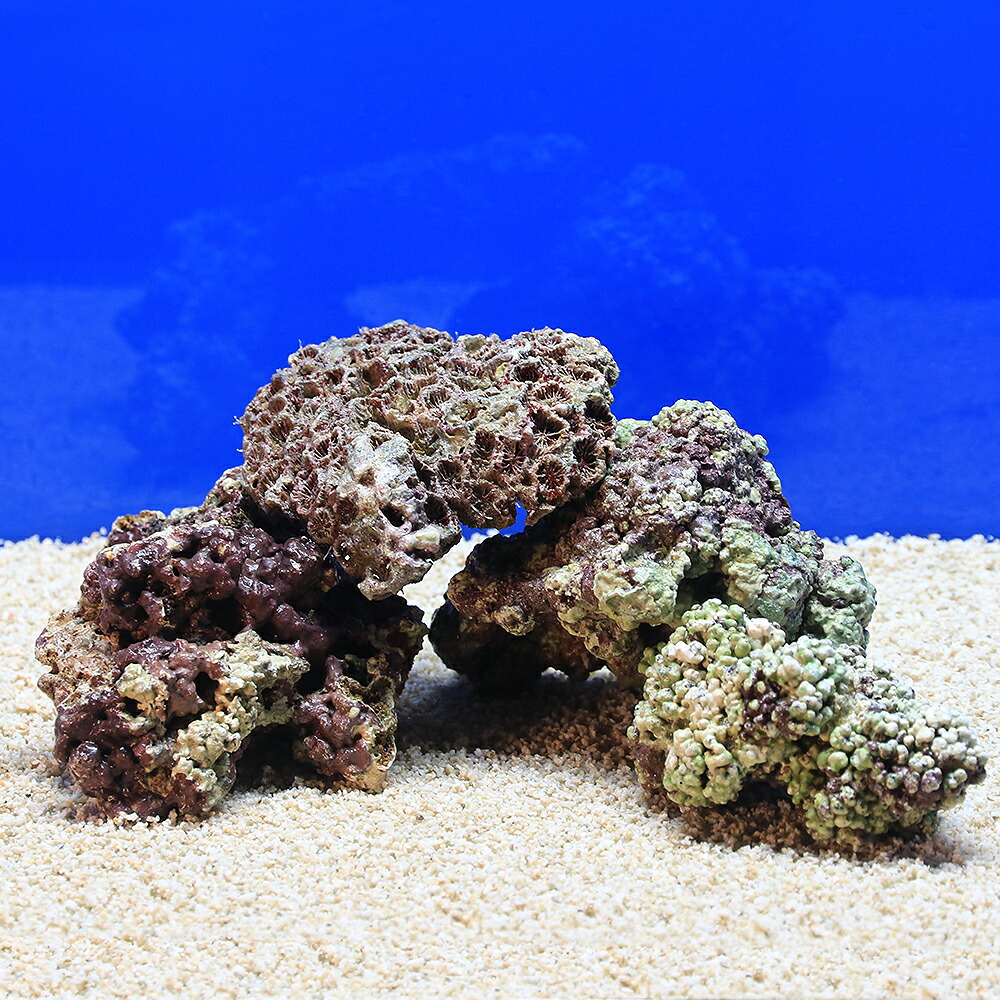 天然ライブロック　大　中　Sグレード　海水魚用 楽天市場】（海水魚）Sグレードライブロック SSサイズ