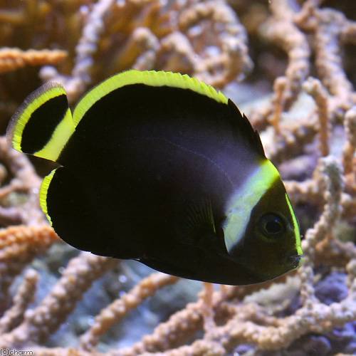 （海水魚）ヤッコ　キヘリキンチャクダイ　幼魚（１匹）　北海道・九州航空便要保温