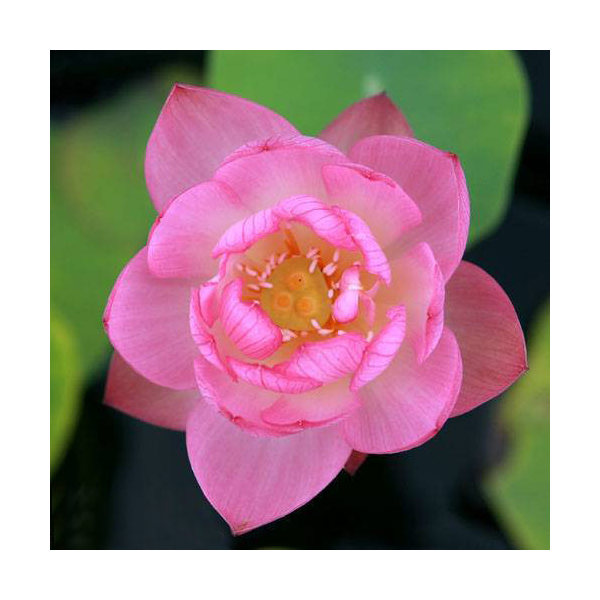 （ビオトープ）蓮　ハス（桃）　火花（ヒバナ）　一重咲小型品種（１ポット分）（休眠状態）