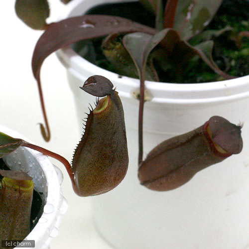 楽天市場】食虫植物 ウツボカズラ ネペンテス ダイエリアナ 5号